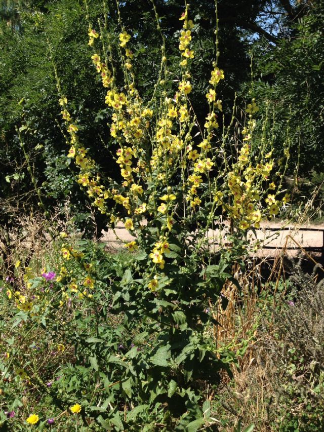 Verbascum sinuatum